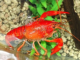 小龍蝦,性質(zhì),宏