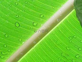 葉子,棕櫚,綠色