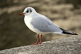 海鷗,嘴鷗,鳥