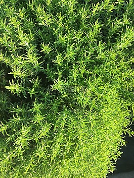 麝香草,厂,草药