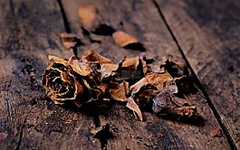 粉色,温特斯,叶