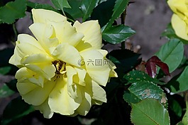 玫瑰,宏,玫瑰花朵