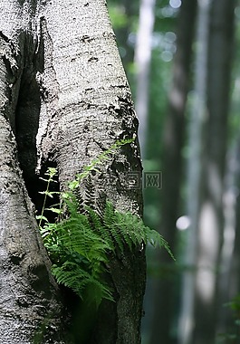 蕨,木材,綠色