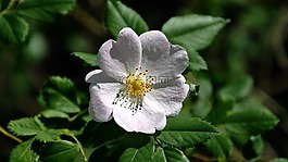 野玫瑰,夏季,性質(zhì)