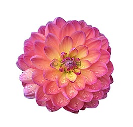 大麗花,花,花的