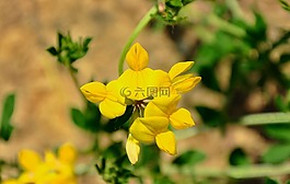 野花,字段,夏季植物