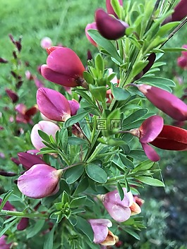 粉红色的花,植物,粉红色