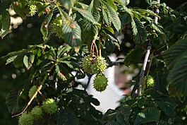 板栗,樹,水果
