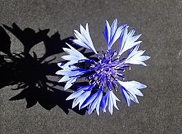 野花,字段,夏季植物