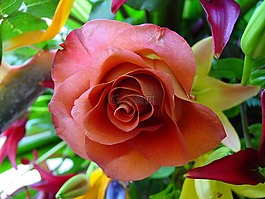 花,玫瑰,花的