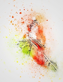 鳥,紅紅衣主教,可愛