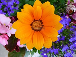 花,花的,開花
