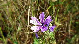 花,丁香,性質(zhì)