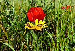 花,鮮花,布魯姆