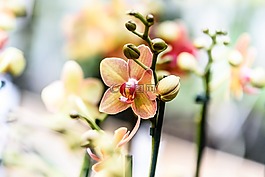 蘭花,花,性質(zhì)
