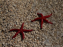 海滩,海星,海