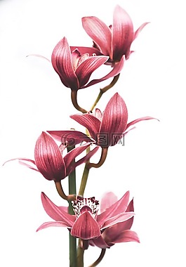 蘭花,花,性質(zhì)