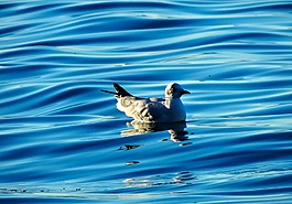 鳥,鴨,水