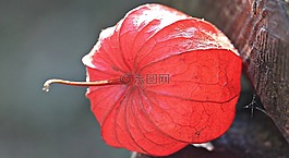 lampionblume,酸漿,觀賞植物
