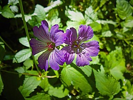 花,天竺葵,春天