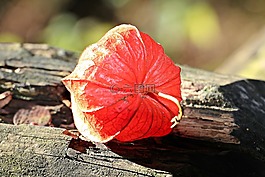 lampionblume,酸漿,觀賞植物