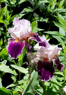 鳶尾花,花,紫色