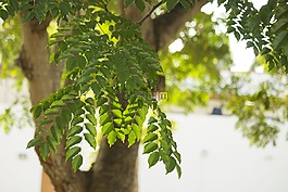 葉,樹,性質(zhì)