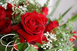 花,開花,玫瑰