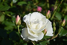 冰山,白色的崛起,芽