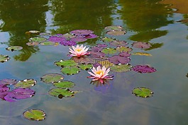 睡蓮,美麗,性質(zhì)