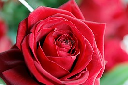 花,開(kāi)花,玫瑰