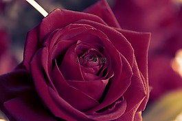 花,開(kāi)花,玫瑰