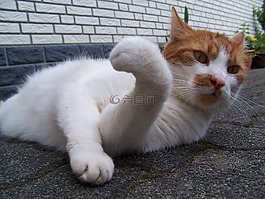 貓,動物,俏皮