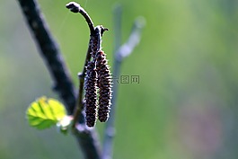 榛树,淡褐色的,榛子