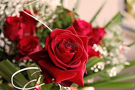 花,開花,玫瑰