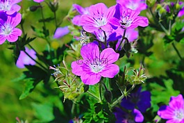 花,美麗,紫