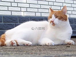 貓,動物,俏皮