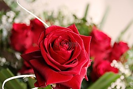 花,開花,玫瑰