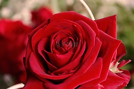 花,開(kāi)花,玫瑰