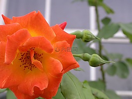 玫瑰,花,植物區(qū)系