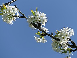櫻花,盛開,開花