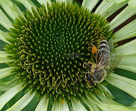 花,蜜蜂,昆蟲(chóng)