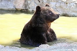 馬熊,哺乳動物,熊