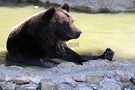 熊,捕食,動物