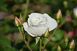 冰山一角,白色的崛起,芽