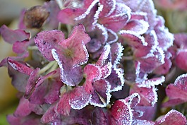 花,花園,冬天