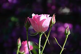冰山一角,粉色玫瑰,芽