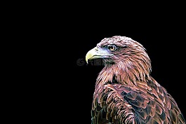 阿德勒,鳥,鷙鳥