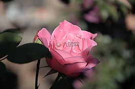 冰山一角,粉紅玫瑰,香