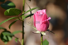 冰山一角,粉紅玫瑰,芽